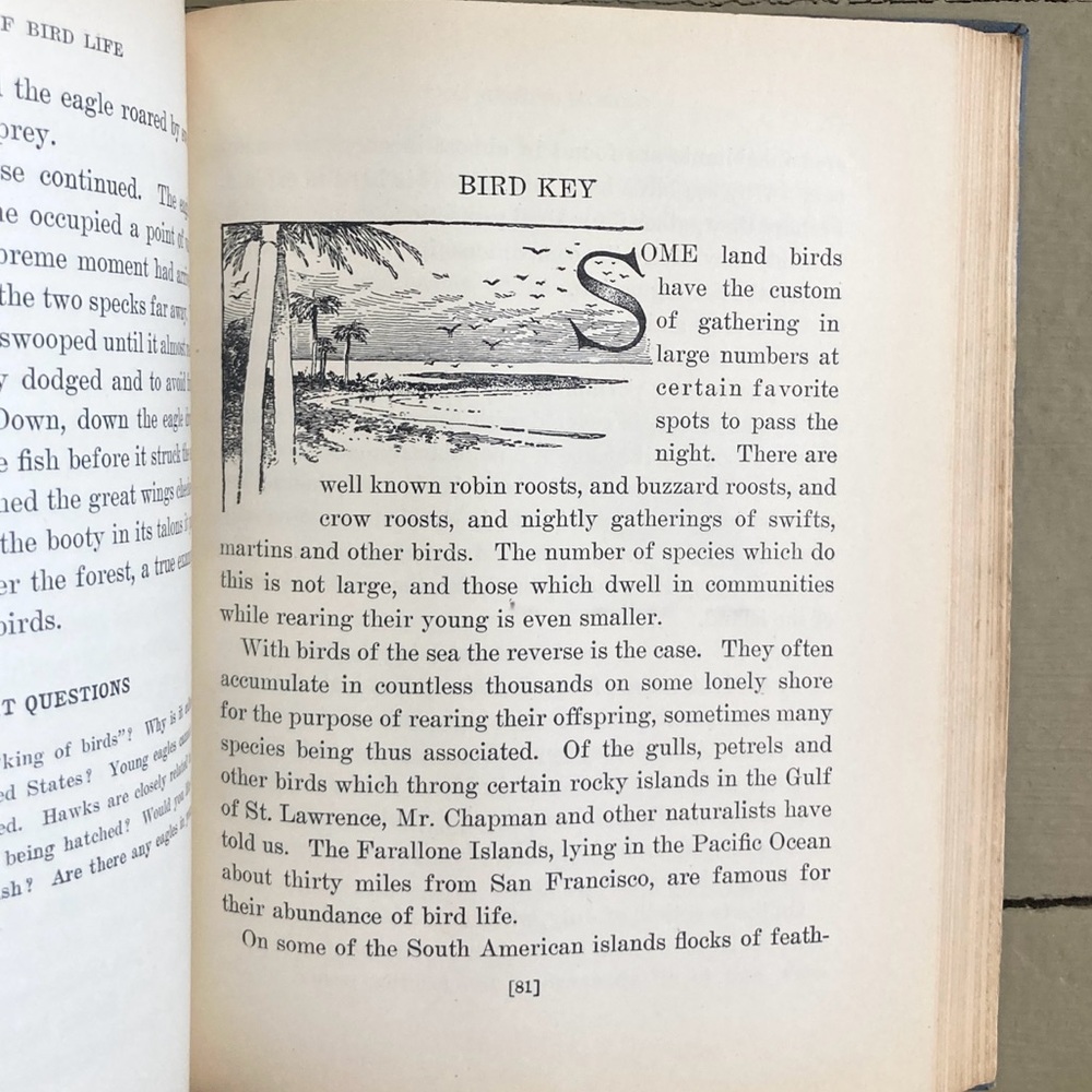 1929 Stories of Bird Life Pearson Animals Audubon Preservation Birds Birdwatcher - Picture 11 of 16
